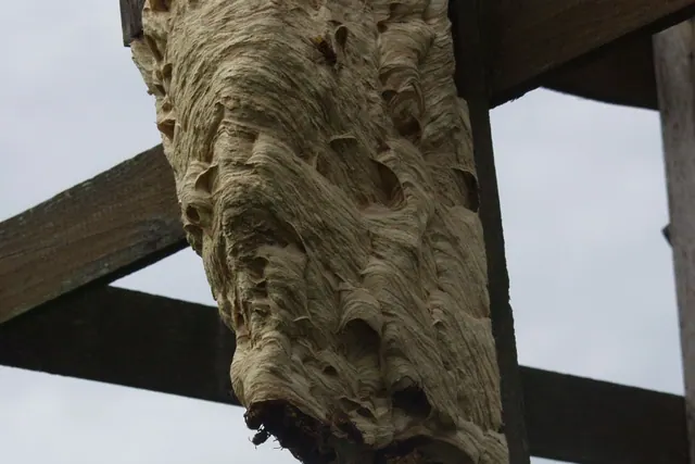 Nid de frelons européens fixé sous une structure en bois.
