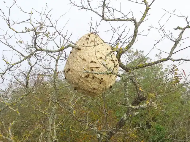 Nid de frelons asiatiques dans la cime d'un arbre.