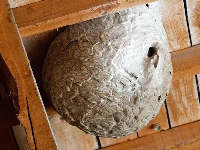 Nid de frelons asiatiques fixé à une charpente en bois, à l'intérieur d'un bâtiment.