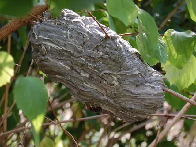 Nid gris de guêpe des buissons accroché dans un arbuste.