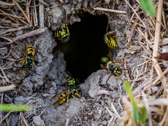 Entrée d'un nid de guêpes dans le sol, quelques guêpes au bord du trou.