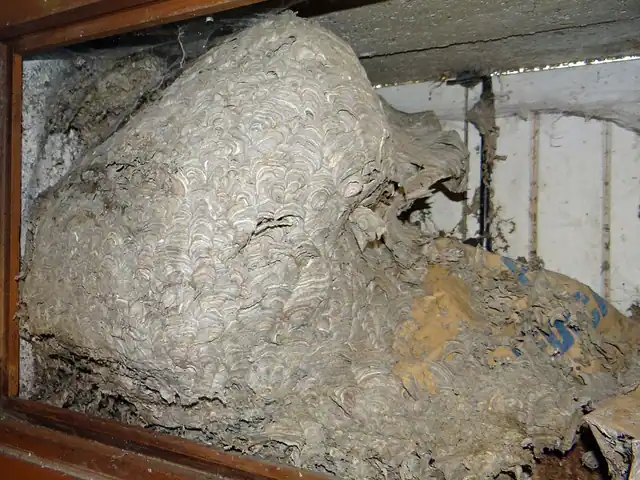 Gros nid de frelons asiatiques logé entre un volet et une fenêtre.