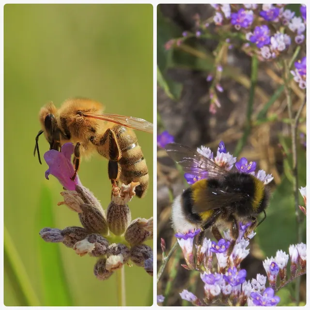 Une abeille domestique sur de la lavande et un bourdon terrestre sur des fleurs, côte à côte.