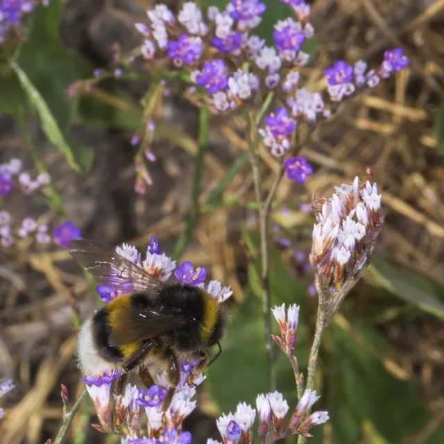 Bourdon terrestre sur des fleurs mauves.