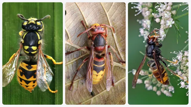 Trois insectes côte à côte, tête en haut : guêpe germanique, frelon d'Europe, frelon asiatique.