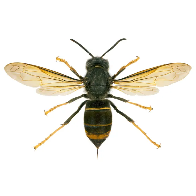 Frelon asiatique vu de dessus : corps brun-noir, une bande orangée, pattes à bout jaune.
