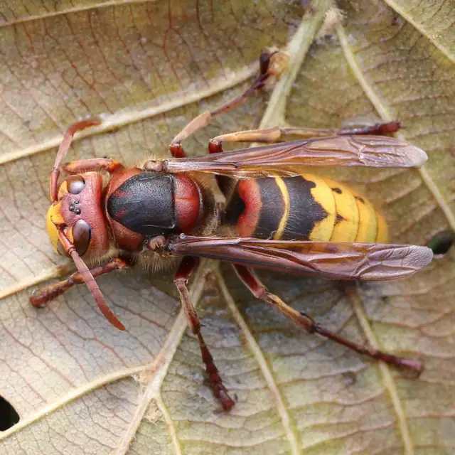 Frelon d'Europe posé sur une feuille : tête et thorax roux, abdomen jaune.