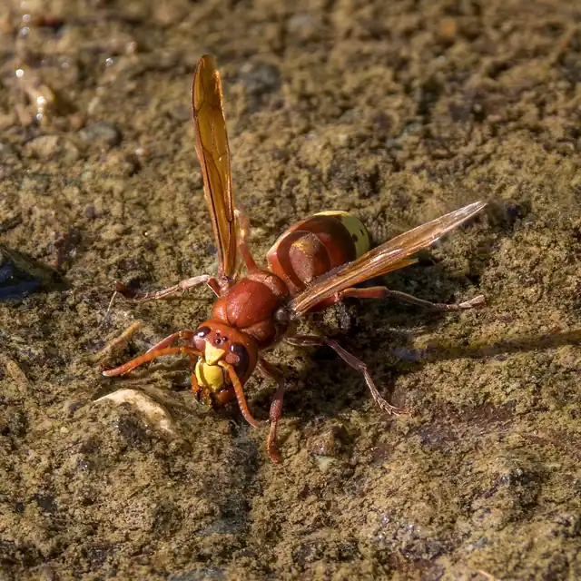 Frelon oriental au sol : corps roux, une large bande jaune sur l'abdomen.
