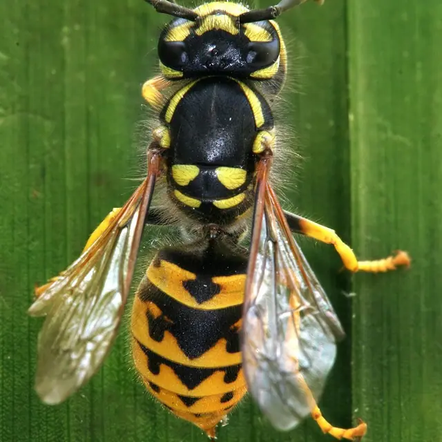 Guêpe germanique vue de dessus : abdomen jaune à marques noires, taille fine.