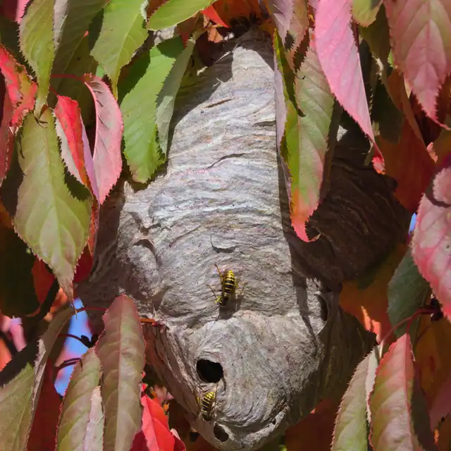 Nid gris de guêpe des buissons suspendu dans un arbuste aux feuilles rouges.