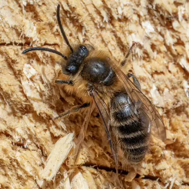 Osmie rousse, petite abeille velue, posée sur du bois.
