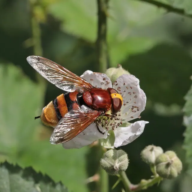 Volucelle zonée, mouche qui imite le frelon, posée sur une fleur de ronce.