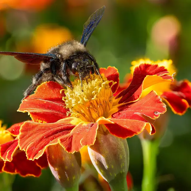 Xylocope noir aux ailes bleutées sur une fleur orange.