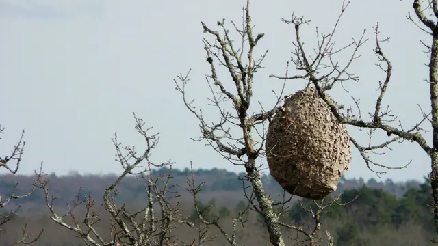 Nid de frelons asiatiques en forme de poire dans les branches nues d'un arbre, en hiver.