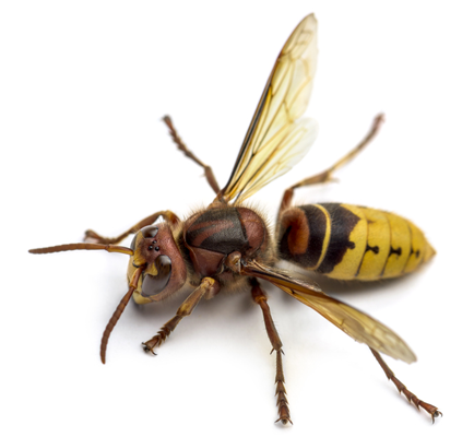 gdguepes_destruction-de-nid-de-frelons-europeens-et-guepes_image-frelons-europeens <strong>GDGUEPES</strong> enlèvement IDF frelons europeens