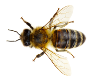 <strong>GDGUEPES</strong> enlèvement IDF abeilles