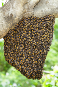 GD Guepes enlèvement IDF essaim d'abeilles