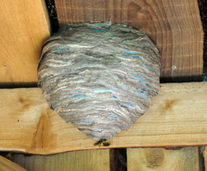 nid de frelons plafond destruction ile-de-france