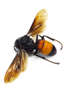 gdguepes_destruction-de-nid-de-guepes-et-frelons-asiatiques_image-frelons-asiatiques-png <strong>GDGUEPES</strong> enlèvement IDF frelons asiatiques