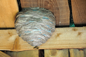 Detruire un nid de guepes avec un sceau d'eau