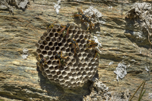 GD Guepes article insecticide sous forme de poudre